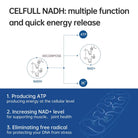 CELFULL NADH Immune Support Supplements, Boost Energy NAD+ Levels Anti-Aging for Women and Men