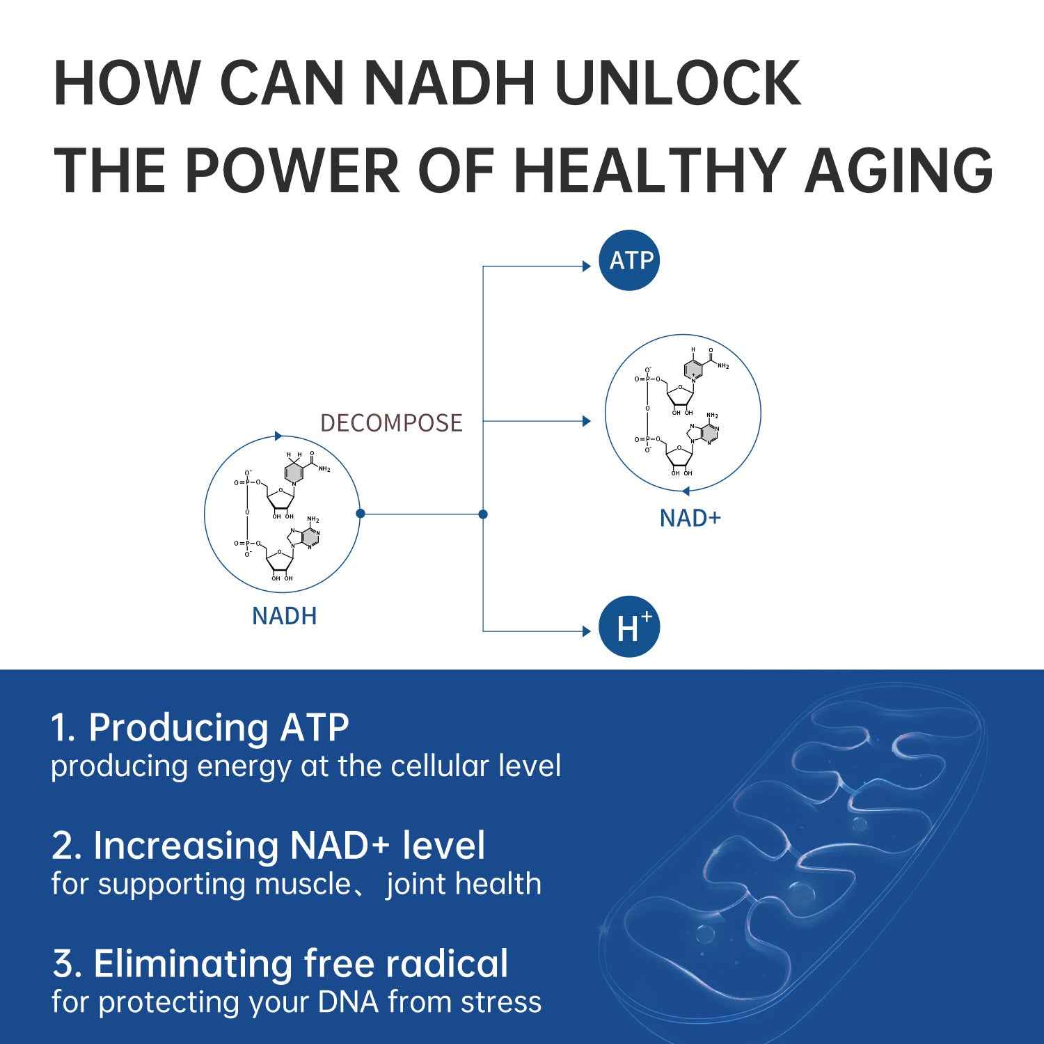 CELFULL NADH Supplement Enchance NMN Alternative NAD+ Supplement for Immune Support Anti-Aging Boost Brain Cognition & Chronic Fatigue Supplements